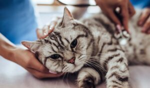 cat-banner
